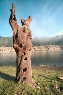 The trunk of a chestnut tree mineralized after spending decades underwater Photos