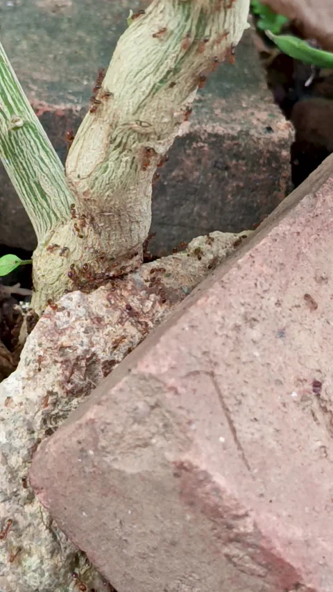 The trunk of the chili tree 스톡 동영상 310558265