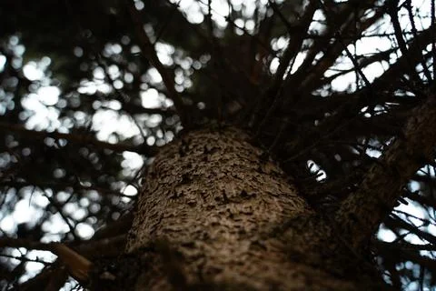 The trunk of the Christmas tree is from bottom to top. View of the crown of.. Stock Photos