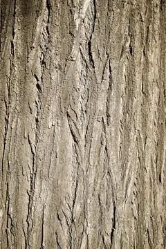 Trunk close up Stock Photos