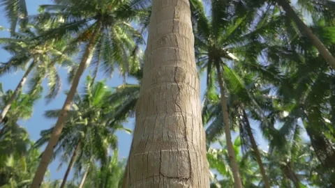 Trunk of a coconut tree in a forest of trees under the sun, in the Philippines Stock Footage 235514090