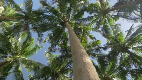 Trunk of a coconut tree in a forest of trees under the sun, in the Philippines Stock Footage 235516222