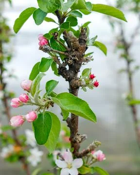 The trunk is a columnar apple tree in the spring. Blooming tree Stock Photos