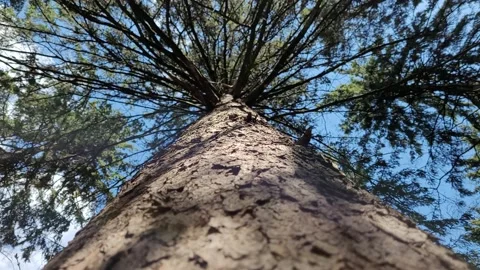 The trunk of a coniferous tree in the forest. sky view Video stock 187095735