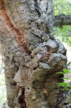 The trunk of the cork oak Stock Photos