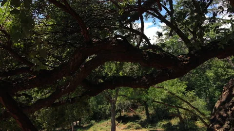 Trunk of a cork tree Stock Footage 138481001