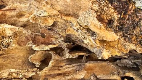 Trunk corroded by insects Stock Photos