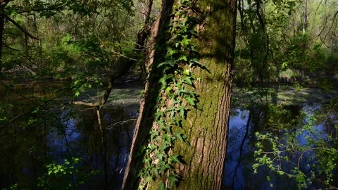Trunk covered with moss Video stock 74209149