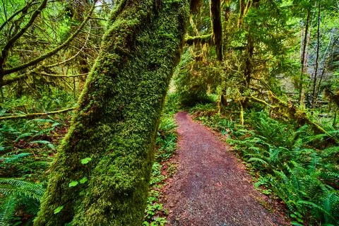 Trunk covered in moss next to clean and simple dirt trail and fern-covered Stock-Fotos
