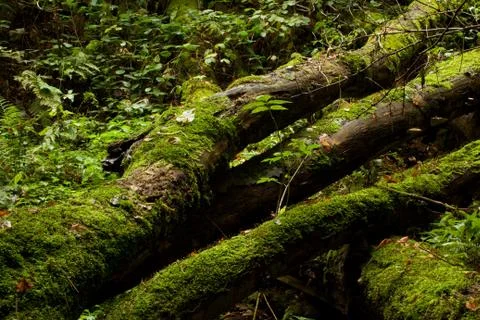 Trunk covered with moss Stock Photos