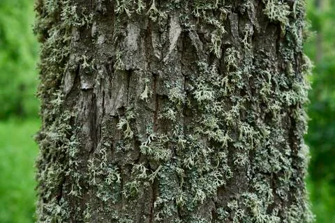 The trunk is covered with moss Stock Photos