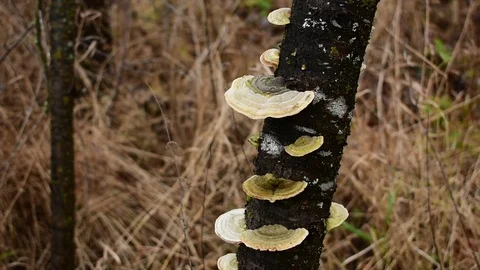 Trunk covered with mushrooms Stock Footage 119215938