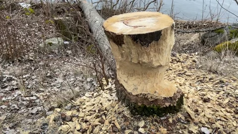Trunk, cut by beaver. Stock Footage 240036114