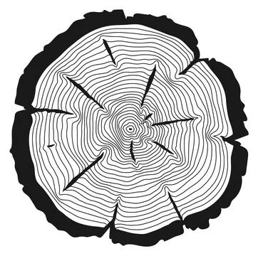 Trunk cut with concentric tree rings. Linear wood texture Illustrazione stock