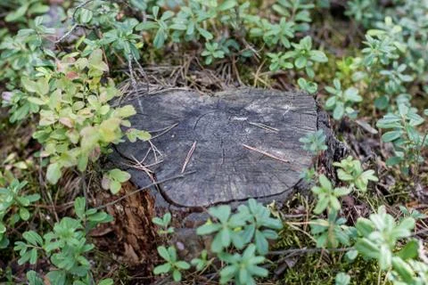 A trunk of cut coniferous tree in the forest. Destroyed nature and forest sta Stock Photos