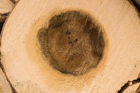 Trunk cut poplar Stock Photos