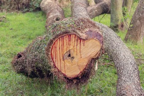 Trunk cut with red sap Stock Photos