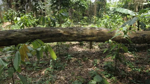 The trunk of a cut tree lies in a cocoa field, in Ivory Coast Stock Footage 221542705
