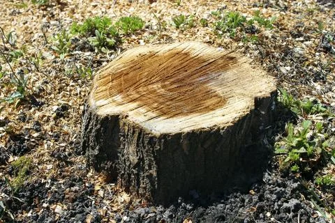 Trunk from a cut tree. The wood texture on a cut of wood Stock Photos
