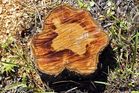 Trunk from a cut tree. The wood texture on a cut of wood. Stump in the forest 스톡 사진
