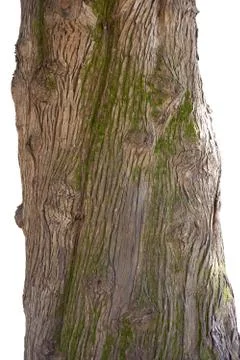 Trunk of the cypress Foto stock