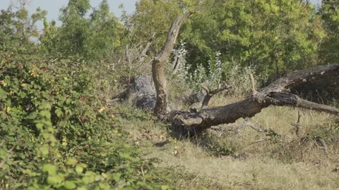 Trunk Of A Dead Fallen Tree In the nature Stock Footage 212394440