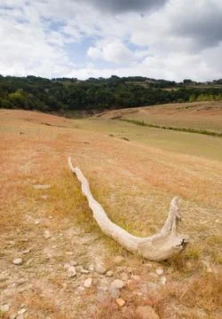 Trunk dead in a field Stock Photos