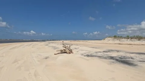 A Trunk of a dead tree parched by sea salt on beach. Video stock 206798943