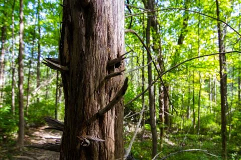 The trunk of a dead tree Stock Photos