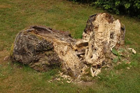 The trunk of a dead tree slowly disintegrates Stock Photos