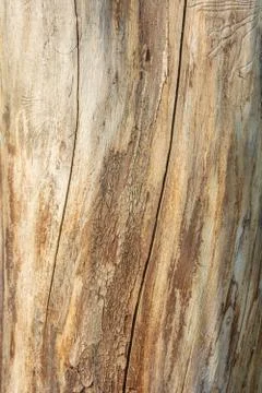 Trunk of dead tree without bark with traces of beetles. Natural wooden surfac Foto stock