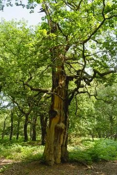 The trunk of a decaying oak tree standing in Sherwood Forest. Stockfoto's