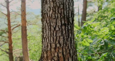 The trunk of a deciduous tree in the forest Stock Footage 156630134