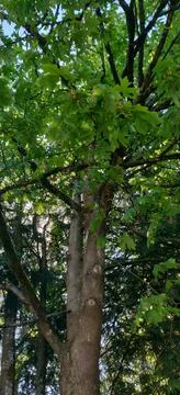 The trunk of a deciduous tree Stock Photos