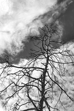 The trunk of a dry tree with branches on the background of the sky with clouds Stock Photos