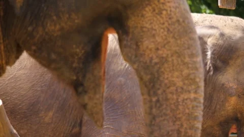  the trunk of an elephant Stock Footage 249821027