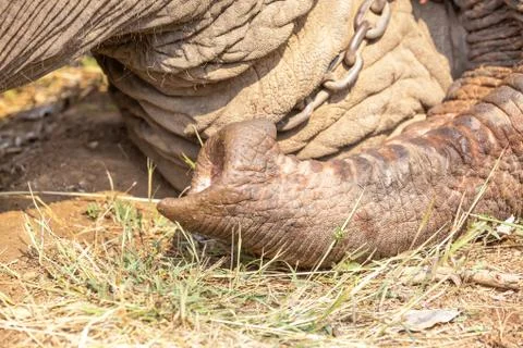 Trunk of an elephant Stock Photos