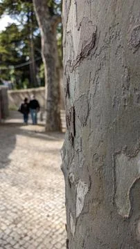 The trunk of a eucalyptus tree grows on a street in the city, focus on the stem Foto stock