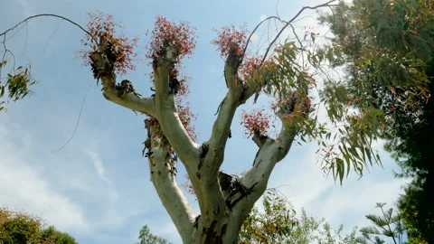 The trunk of an exotic tree against the blue sky. Greece. 4K Stock Footage 114742834