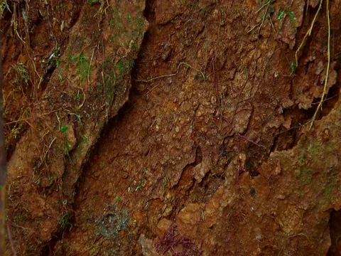 Trunk of exotic tree covered with brown bark and overgrown with green moss Stock-Footage 74978178