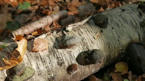Trunk of a fallen birch tree in the autumn forest. Stock Footage 56196393