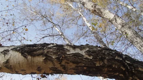 The trunk of a fallen birch tree in autumn forest Stock Footage 68415822