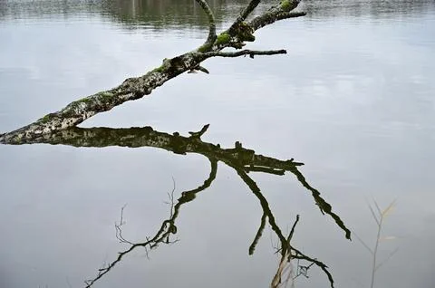 The trunk of a fallen dead tree is reflected in the water Stock Photos