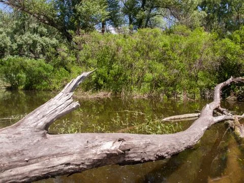 Trunk of fallen high dried tree without leaves on the river bank Stock Photos