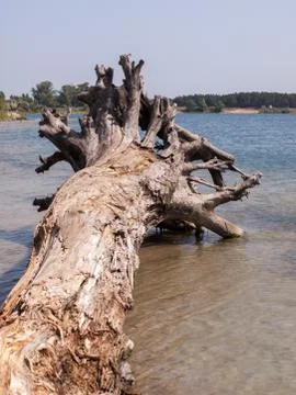 Trunk of fallen high dried tree without leaves and bark on the lake bank Stock Photos