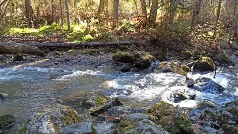 The trunk of a fallen old tree lies across the bed of a beautiful river Stock Footage 302321099