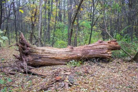 The trunk of the fallen old tree without bark in the forest wilderness Stock Photos