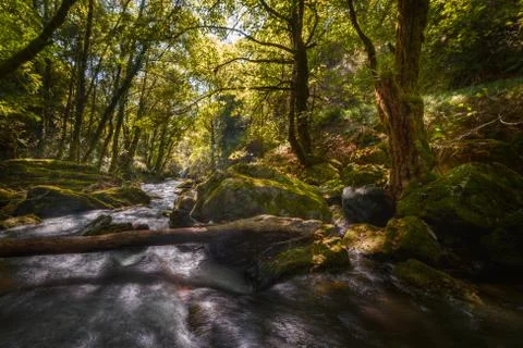 Trunk fallen through a river Stock Photos