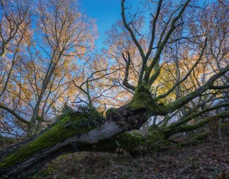 The trunk of a fallen tree against a background of trees with autumnal foliag Stock Photos