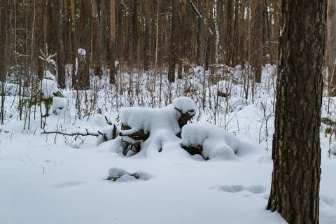 The trunk of a fallen tree under the snow looks like a lamb with white wool Foto stock